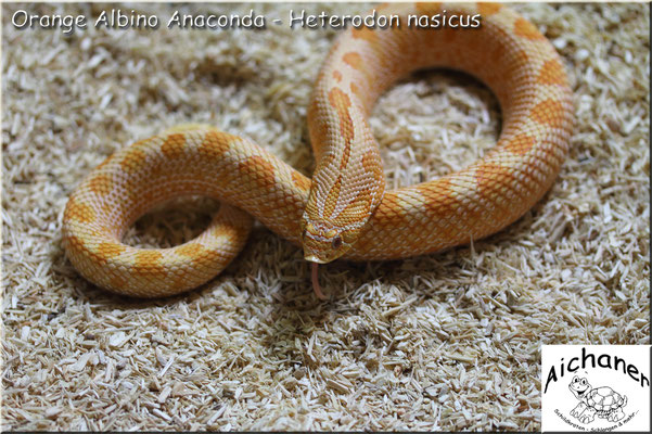 Anaconda Orange Albino - Heterodon nasicus 