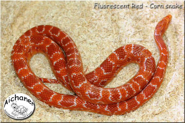 Fluorescent Red - Corn snake   frisch nach der Winterruhe