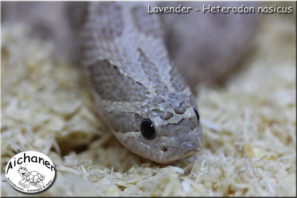 Lavender - Heterodon nasicus