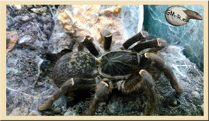 Pterinochilus chordatus