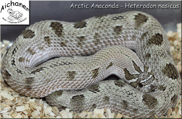 Arctic Anaconda - Heterodon nasicus