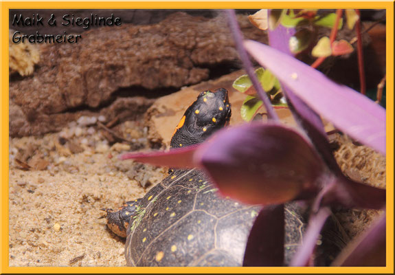 Tropfenschildkröte "Clemmys guttata"