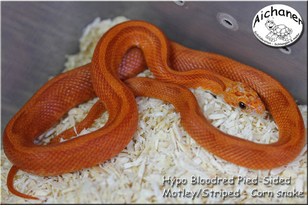 Hypo Bloodred Pied-Sided Motley/Striped - Corn snake