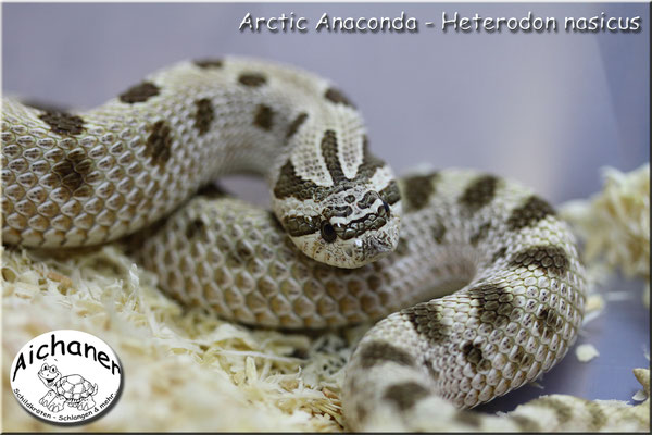 Arctic Anaconda - Heterodon nasicus