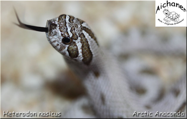 Arctic Anaconda - Heterodon nasicus NZ 2019