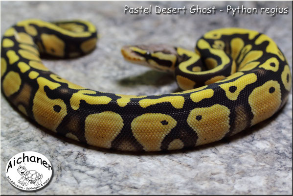 Desert Ghost Pastel - Python regius
