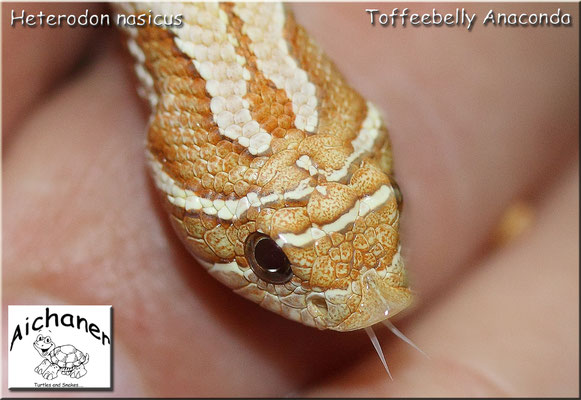 Anaconda Toffeebelly - Heterodon nasicus