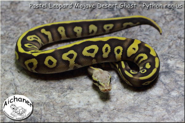 Pastel Leopard Mojave Desert Ghost - Python regius