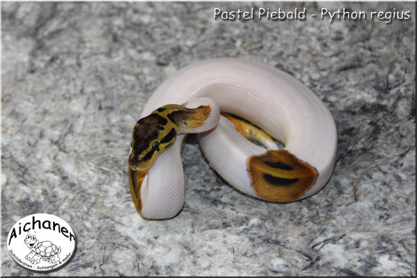 Pastel Piebald - Python regius