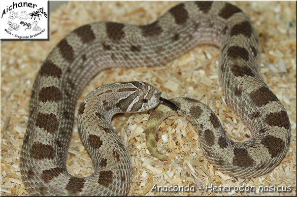 Anaconda - Heterodon nasicus