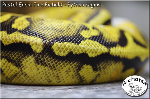 Pastel Enchi Fire Piebald - Python regius