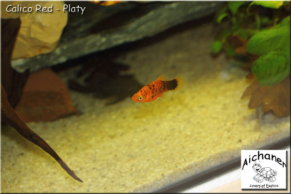 Calico Red - Platy