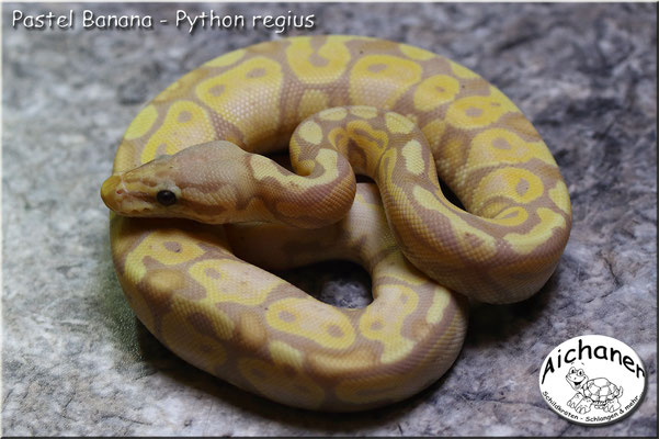 Pastel Banana Calico - Python regius 