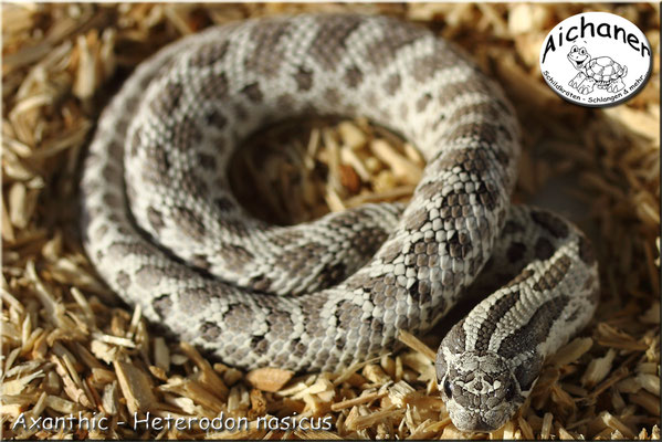 Axanthic - Heterodon nasicus
