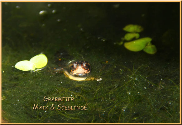 Tropfenschildkröte "Clemmys guttata"