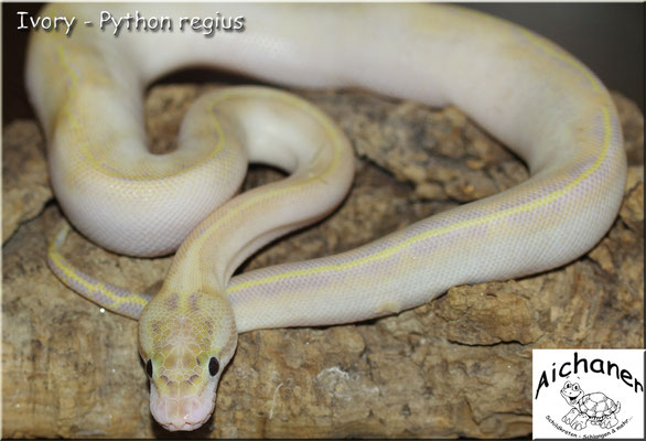 Ivory - Python regius