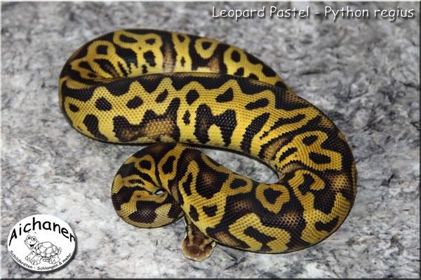 Leopard Pastel - Python regius