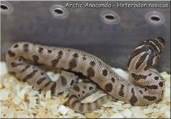 Arctic Anaconda - Heterodon nasicus