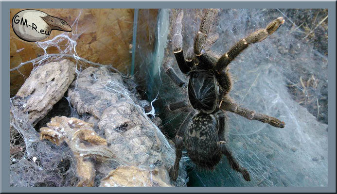 Pterinochilus chordatus