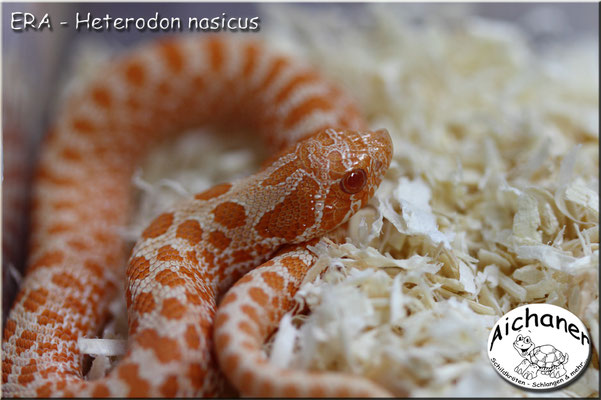 ERA - Heterodon nasicus