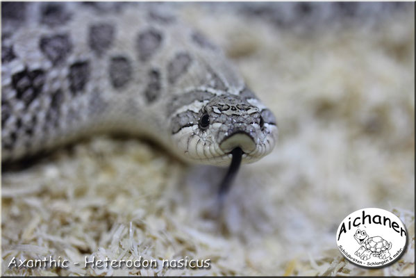 Axanthic - Heterodon nasicus