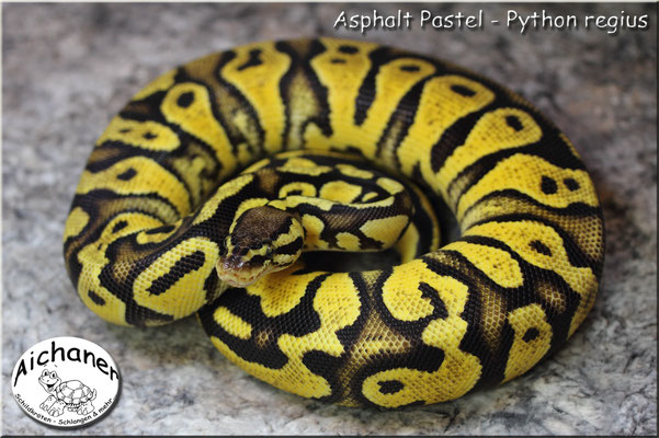 Asphalt Pastel - Python regius