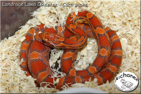 Landrace Lawa Okeetee - Corn snake