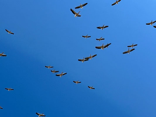 Die cleveren Pelikane sammeln sich und nutzen die Thermik - ein sensationelles Schau- und Hörspiel am Himmel über uns
