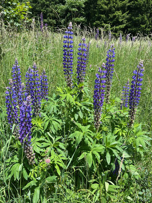 Leuchtende Lupinen in rauen Mengen
