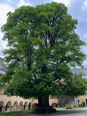 Was wüsste der gewaltige Lindenbaum im dazugehörigen Garten wohl alles zu berichten❓