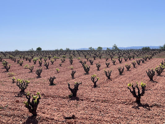 Was für Andalusien die Oliven - sind die Reben für Kastilien-La Mancha