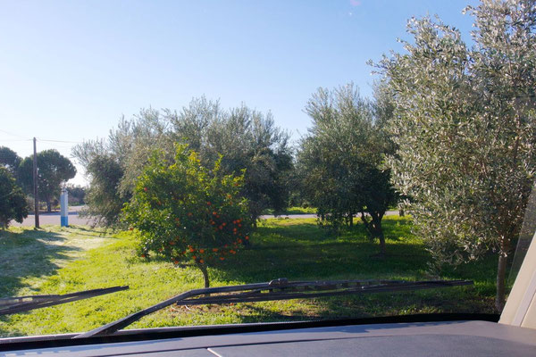 Unser Ausblick in den Oliven-/Mandarinengarten