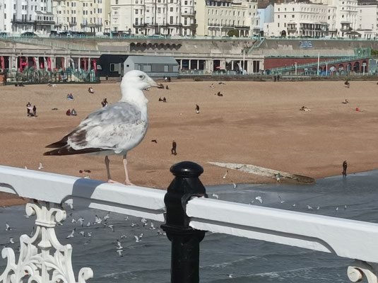 Blick von Seebrücke in Brighton auf den Steinstrand