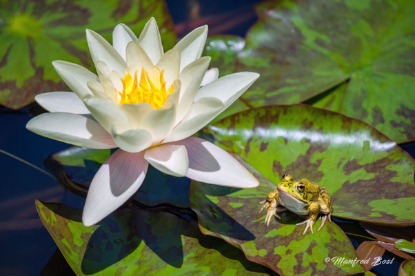 Blumen13