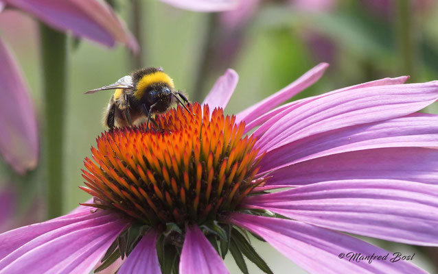 Tierwelt13