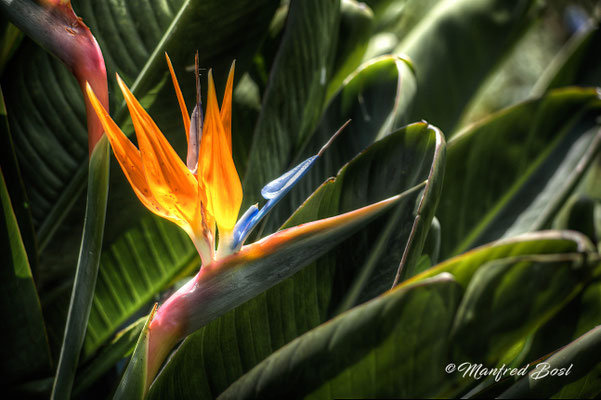 Blumen11