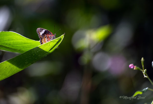 Schmetterling3