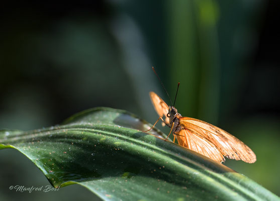 Schmetterling4
