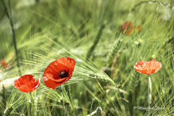 Blumen1