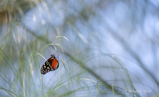 Schmetterling14