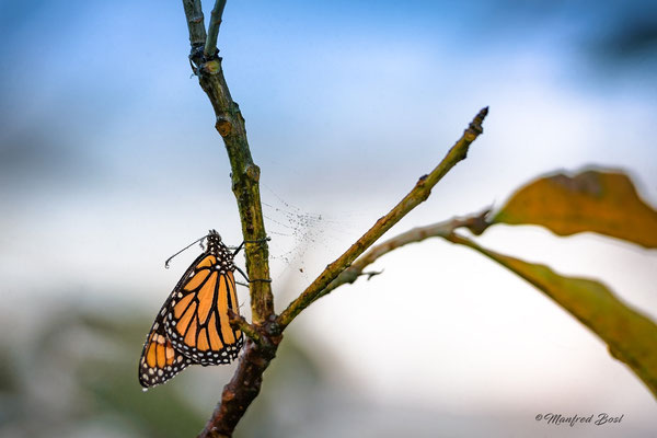 Schmetterling11