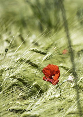 Blumen6