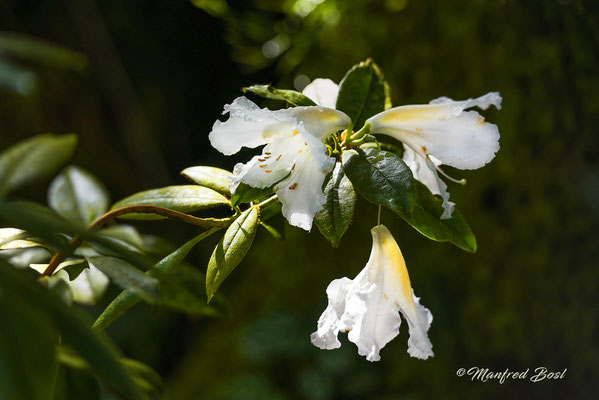Blumen2