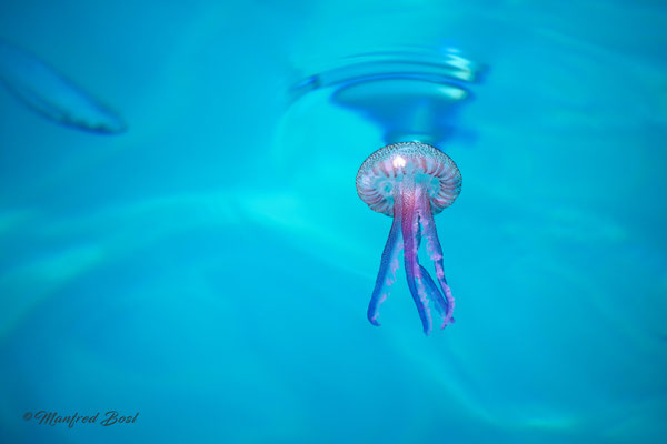 Tierwelt21