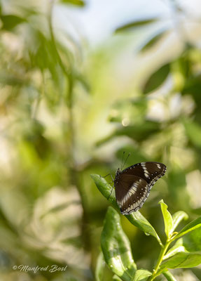 Schmetterling8