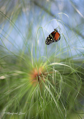 Schmetterling1