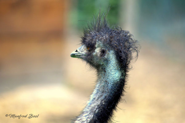 Vogel11