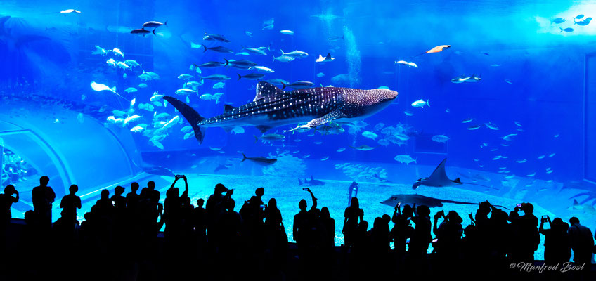 Tierwelt9