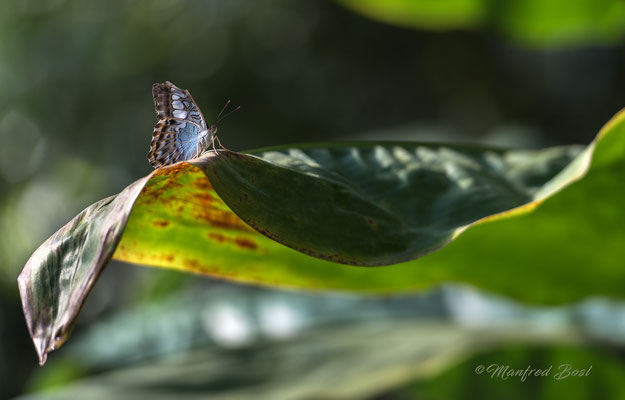 Schmetterling7