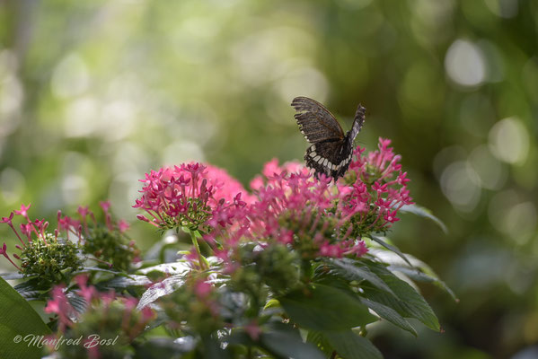 Schmetterling13